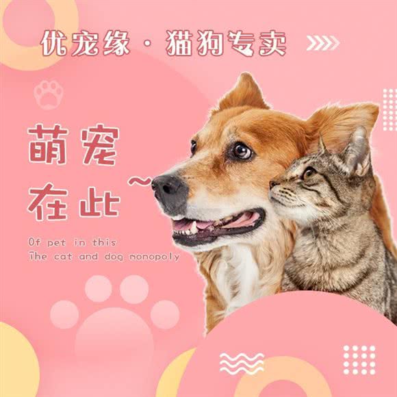 优宠缘?猫狗专卖:上海城区徐汇区漕河泾/田林附近