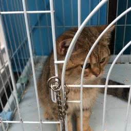 傲雄叮叮宠物美容寄养(嘉善路店):上海城区徐汇区音乐学院/五官科医院附近