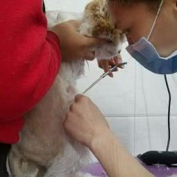 魅宠:北京城区石景山区古城/八角附近