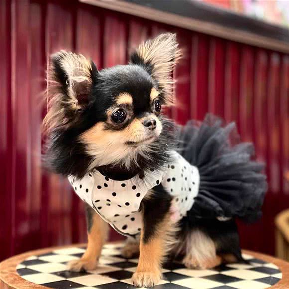 JL PETS 全球宠物精品:上海城区徐汇区龙华/西岸附近