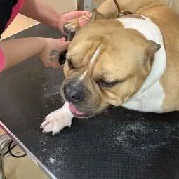 靓 宠(田东路店):上海城区徐汇区龙华/西岸附近