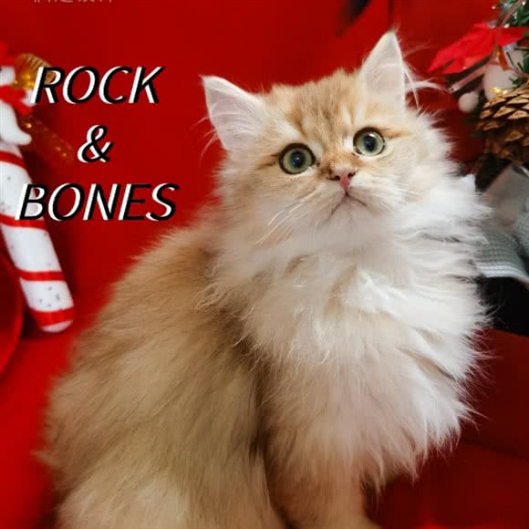 ROCK·BONES:上海城区徐汇区肇嘉浜路/中山医院附近