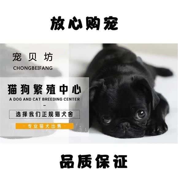 宠贝坊·猫狗售卖:上海城区徐汇区肇嘉浜路/中山医院附近