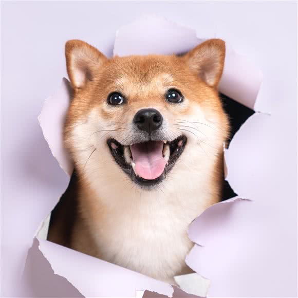 乐佩宠物摄影工作室:北京城区石景山区古城/八角附近