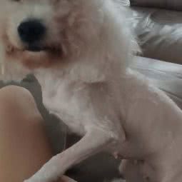 宠物安全屋:上海城区徐汇区上海南站附近