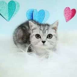 丫丫宠物:上海城区徐汇区上海南站附近