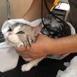 PETKIT小佩宠物(罗秀店):上海城区徐汇区上海南站附近