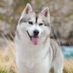 优美宠物家园:上海城区徐汇区上海南站附近