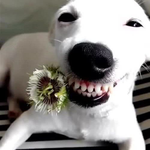 PET BAZAAR芭莎宠物SPA会所:上海城区徐汇区万体馆附近