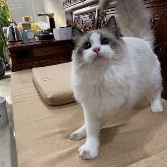 嘉宠宠物托运(宠物托运):上海城区徐汇区衡山路/复兴西路附近