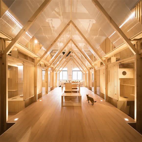 BIO哔哦?猫咪寄养?猫咪酒店:上海城区长宁区中山公园/江苏路附近