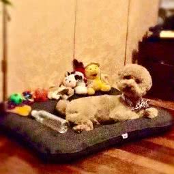 艾咪宠物店:上海城区长宁区中山公园/江苏路附近