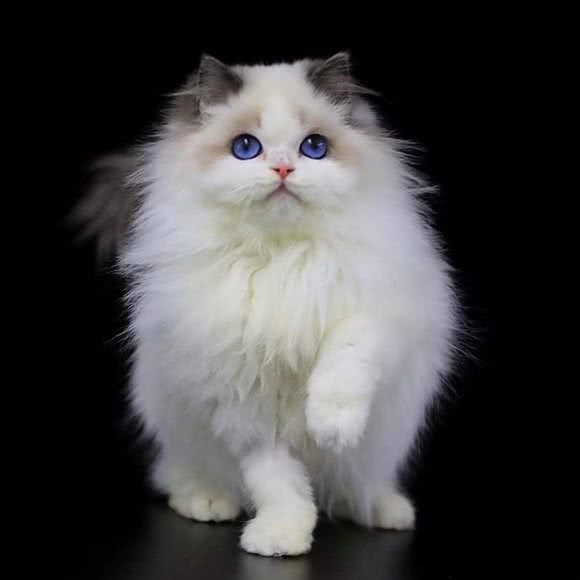 Ak名猫馆·金渐层·布偶猫舍(中山公园店):上海城区长宁区中山公园/江苏路附近