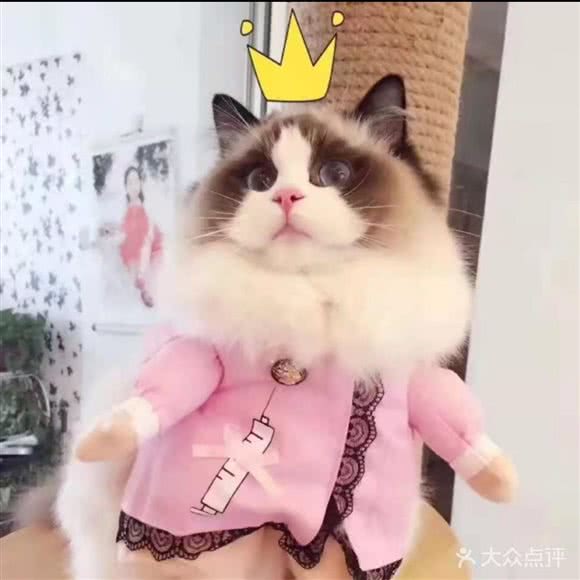 摩卡猫咖撸猫馆猫舍:上海城区长宁区中山公园/江苏路附近