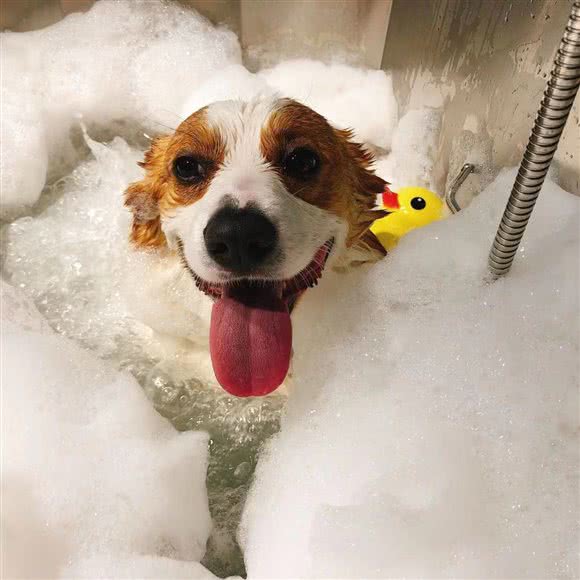 PETKIT小佩宠物(古北店):上海城区长宁区天山附近