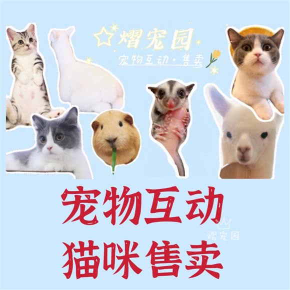 熠宠园·羊驼·猫咖乐园:上海城区长宁区天山附近