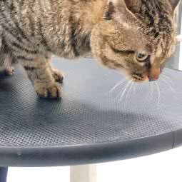 小Q宠物园:上海城区长宁区天山附近