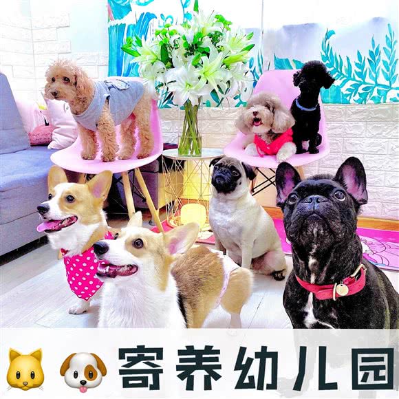 铲屎官家庭式散养与陪伴:上海城区长宁区天山附近