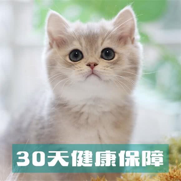 以此猫为主·猫咪专卖店:上海城区长宁区天山附近