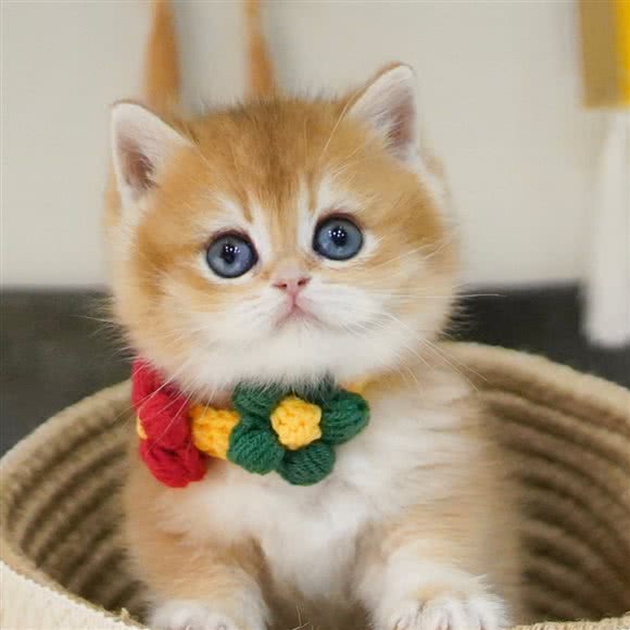 VINT精品猫舍:上海城区长宁区虹桥/古北附近