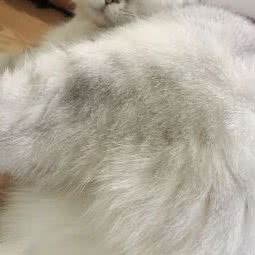 萌优步步宠物店猫舍(金顶阳光店):北京城区石景山区模式口附近