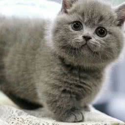 KIWI（琦薇）宠物家族(伊犁路店):上海城区长宁区虹桥/古北附近