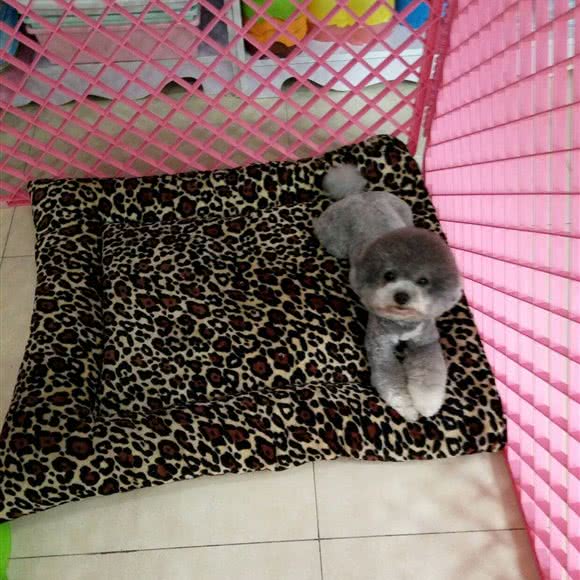 琪祥宠物生活馆:上海城区长宁区虹桥/古北附近