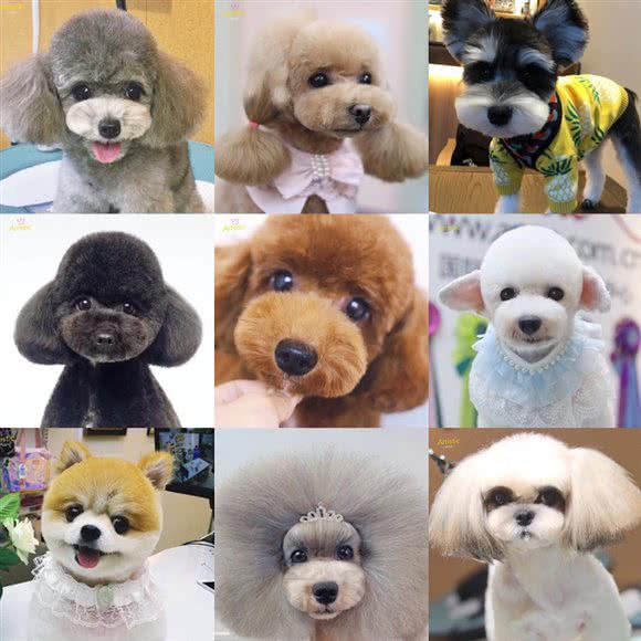 Artistic艺术宠物·萌系造型·独立洗猫·烘焙蛋糕:上海城区长宁区上海影城/新华路附近