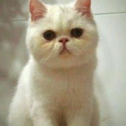 疯宠宠物生活馆(南锣分店):北京城区东城区南锣鼓巷/鼓楼东大街附近