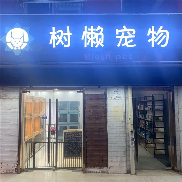 树懒宠物:上海城区长宁区上海动物园附近