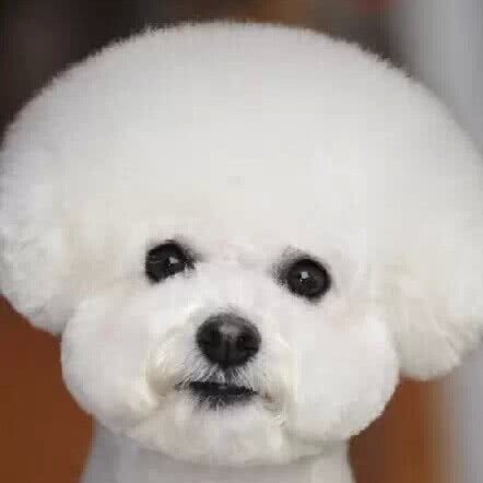 猫言狗语:上海城区长宁区上海动物园附近