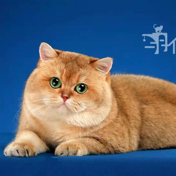 羽倾·英短渐层猫舍:上海城区长宁区上海动物园附近