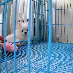 Panda Family:上海城区长宁区娄山关路/威宁路附近