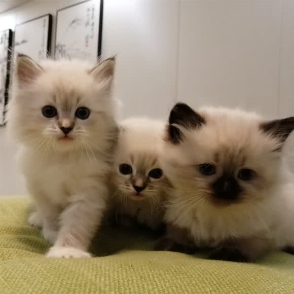 西伯利亚森林猫生活馆:上海城区长宁区古北/仙霞新村附近