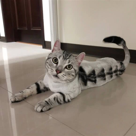 宠物寄养家庭式:北京城区石景山区八大处附近