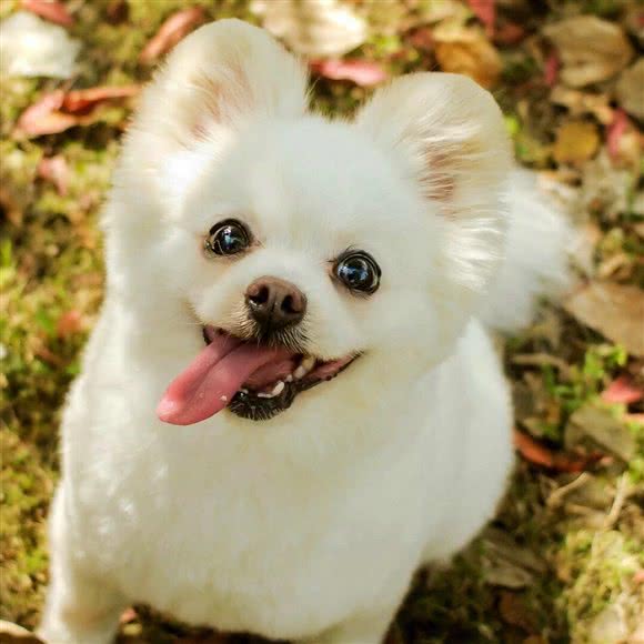 KING?宠吧:北京城区石景山区八大处附近