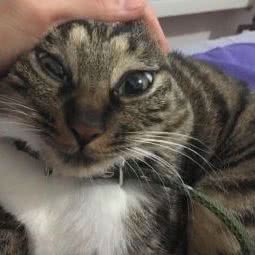 宠美宠寄:北京城区石景山区八大处附近