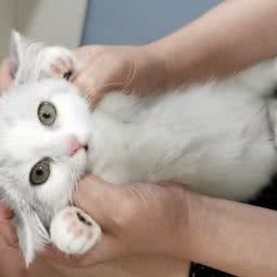 Moggy(巨鹿路店):上海城区静安区南京西路附近