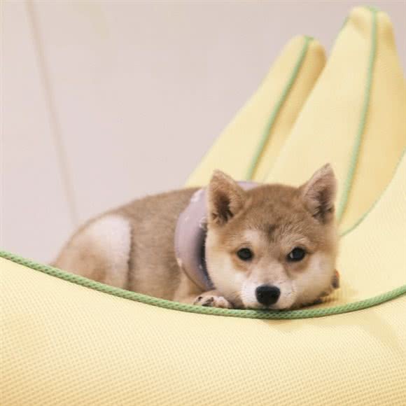 花柴:上海城区静安区南京西路附近