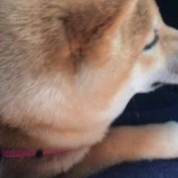 来一宠:北京城区石景山区八大处附近