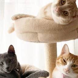 喵星球·猫咪寄养·猫咪洗澡·猫咪美容:北京城区石景山区八大处附近