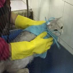 爱宠乐园(柳营路店):上海城区静安区闸北公园附近