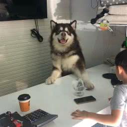 Oh My PET我派宠物主题生活馆:北京城区石景山区八大处附近