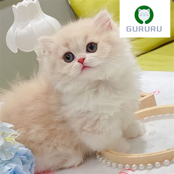 GURURU猫舍·曼基康矮脚·拿破仑矮脚专售:上海城区静安区上海火车站/客运汽车总站附近