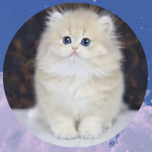 宠殿 PET SHOP:上海城区静安区上海火车站/客运汽车总站附近