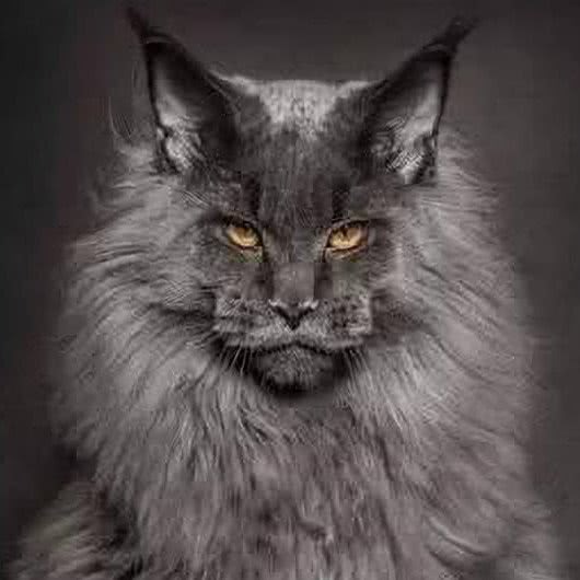 大喵の缅因猫舍·活体售卖·洗护:上海城区静安区上海火车站/客运汽车总站附近