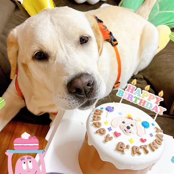 萌爪宠味宠物生日蛋糕DIY烘焙:上海城区静安区上海火车站/客运汽车总站附近