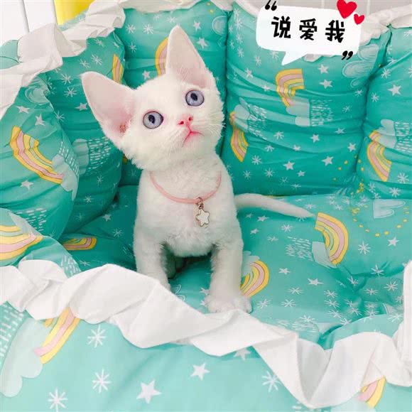 猫舍·德文卷毛猫咪专售:上海城区静安区上海火车站/客运汽车总站附近