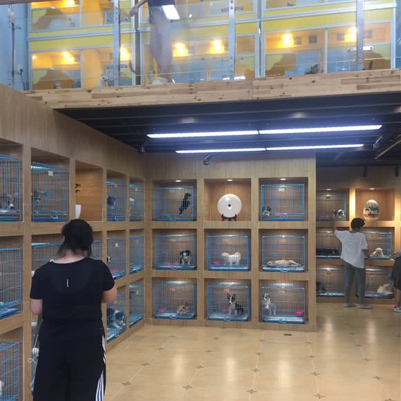 青橙庄园猫狗萌宠专售旗舰店:上海城区静安区大宁地区附近