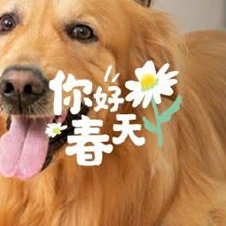 小优宠物(株洲路店):上海城区静安区大宁地区附近